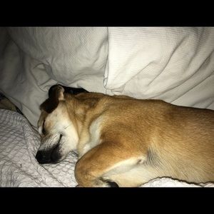 Meet your Posher, Joey